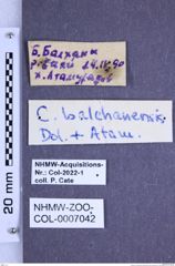 Etiketten zu Cardiophorus balchanensis (Dolin & Atamuradov, 1989) (NHMW-ZOO-COL-0007042)